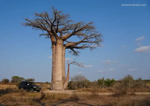 Imagen de un baobab y del coche con el que viajamos por Madgascar por libre