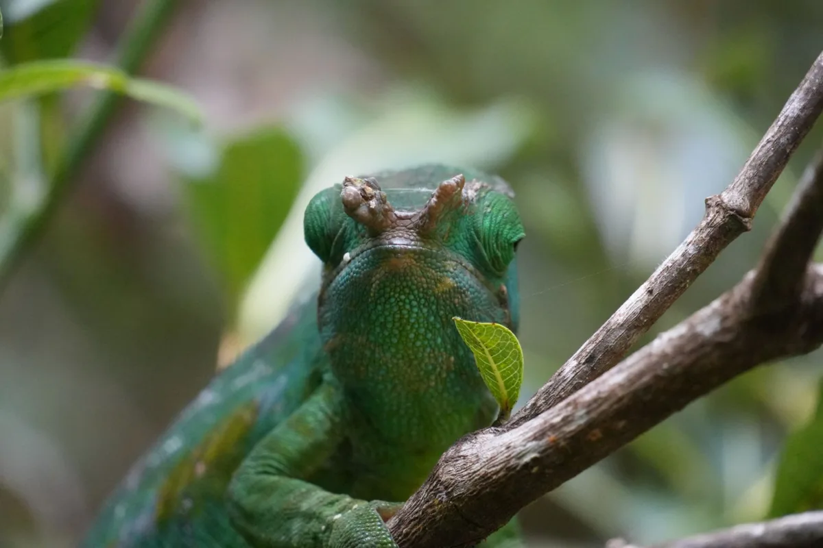 Camaleon en la reserva de V.O.I.M.M.A en Andasibe, Madagascar